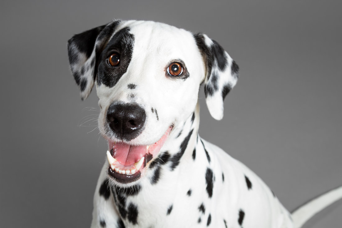 cute-dalmation-prf-adobestock-569647813_orig